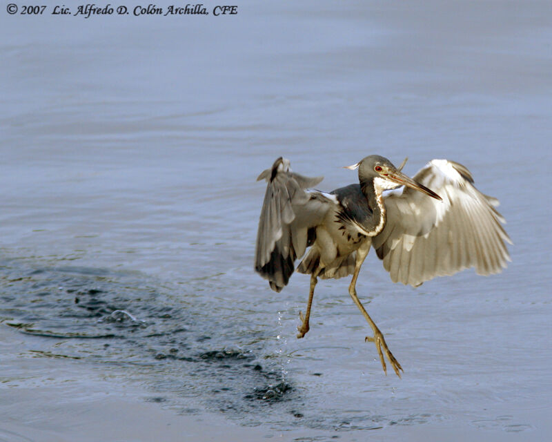 Tricolored Heron