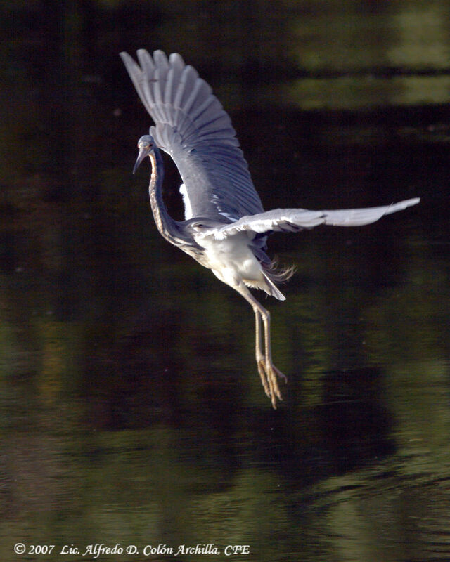 Aigrette tricolore