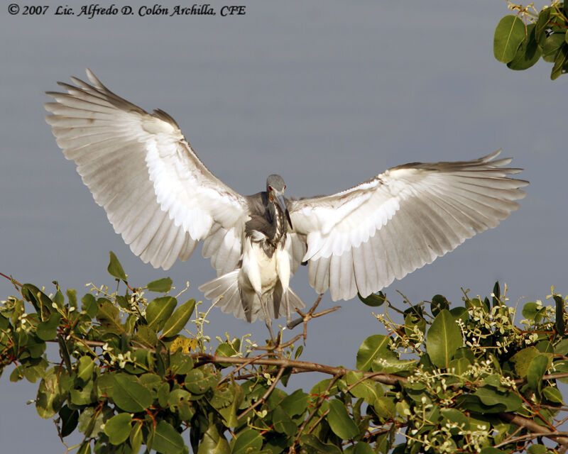 Tricolored Heron