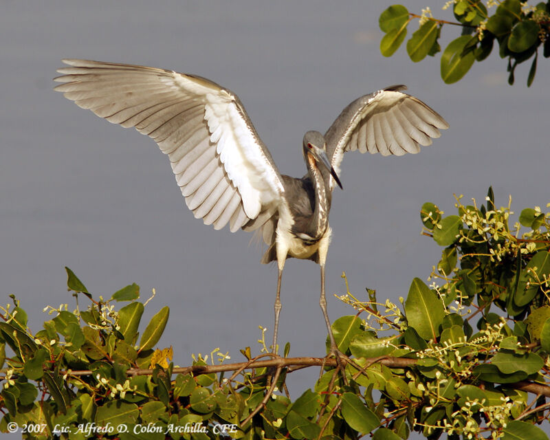 Tricolored Heron