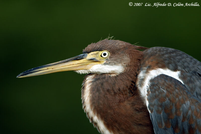 Aigrette tricolore