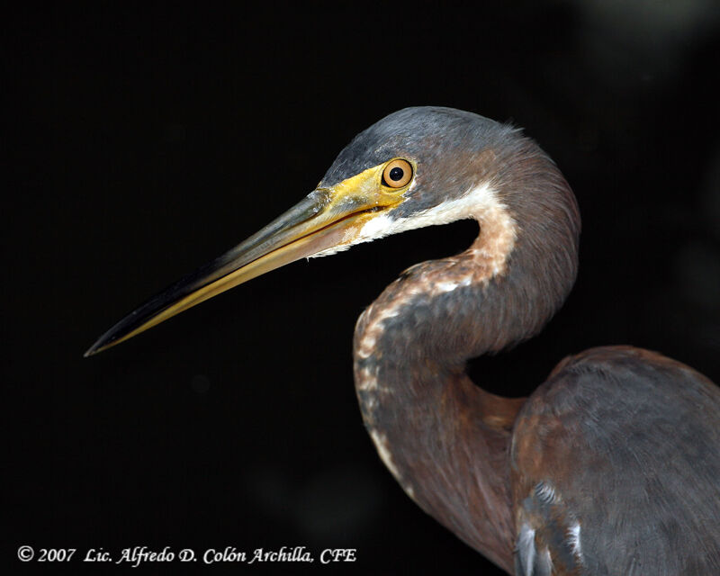 Aigrette tricolore