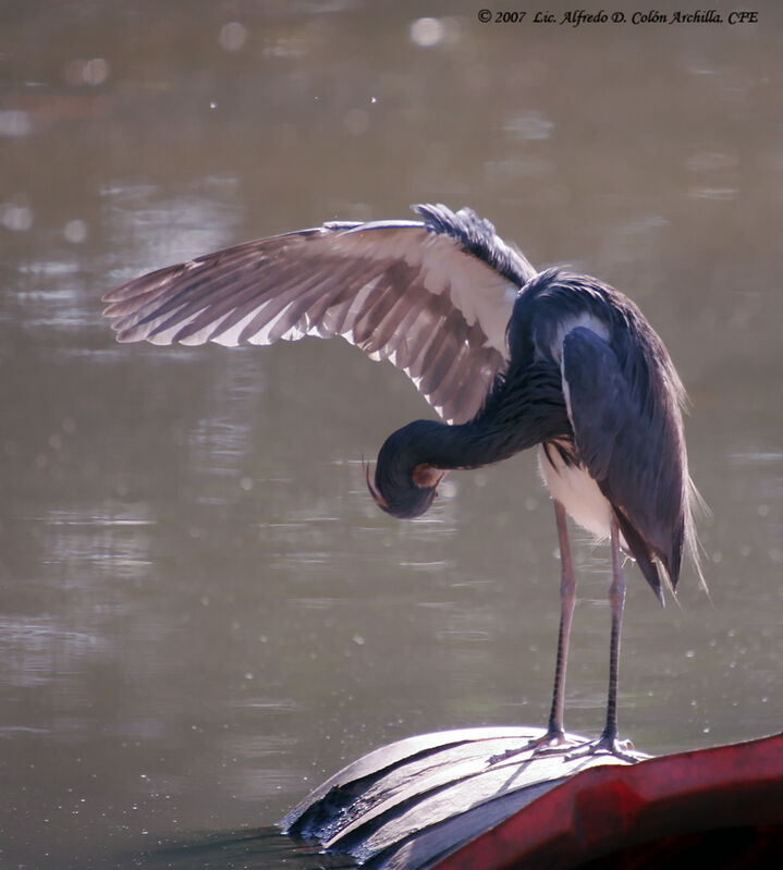 Aigrette tricolore