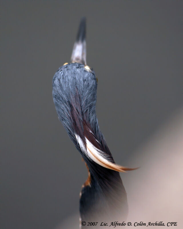 Aigrette tricolore