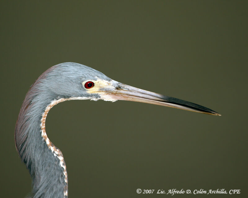 Tricolored Heron