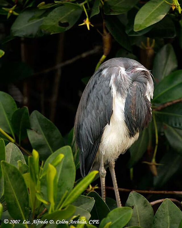 Aigrette tricolore