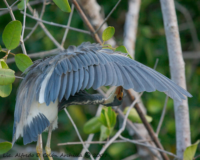 Tricolored Heron