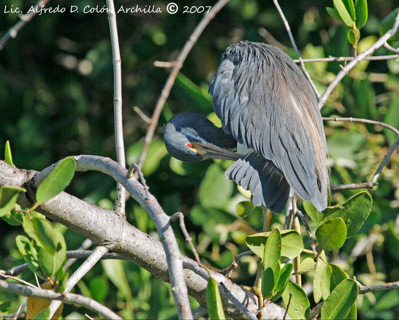 Aigrette tricolore