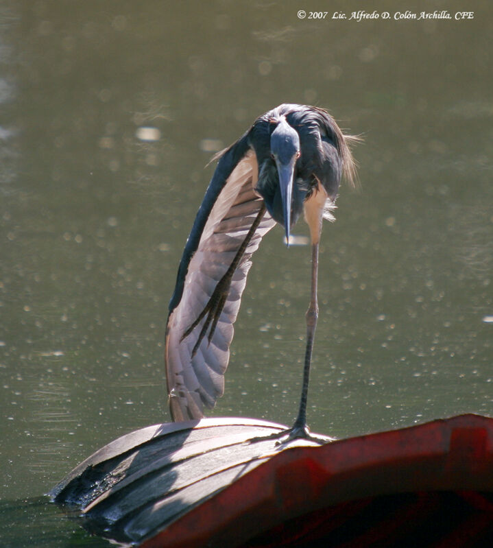 Aigrette tricolore