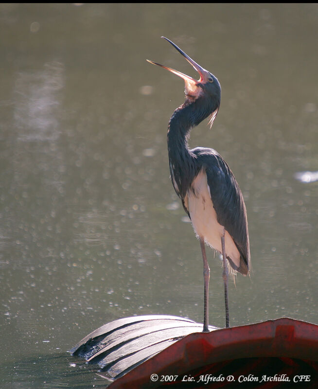 Tricolored Heron