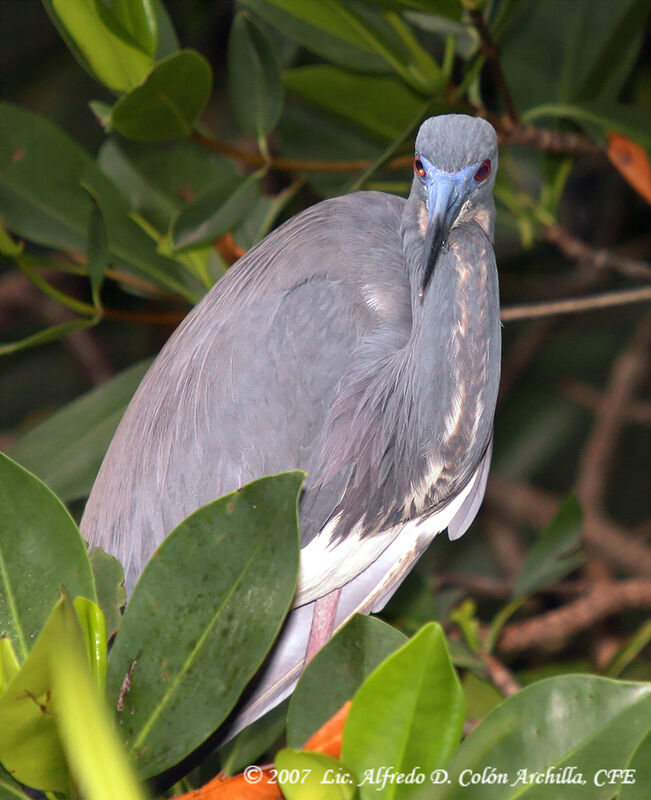 Tricolored Heron