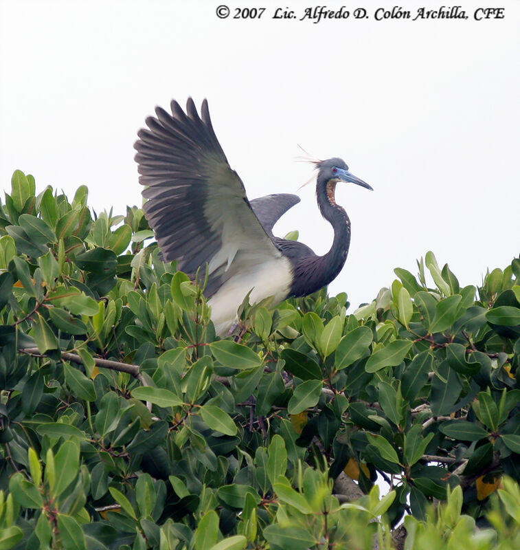 Tricolored Heron