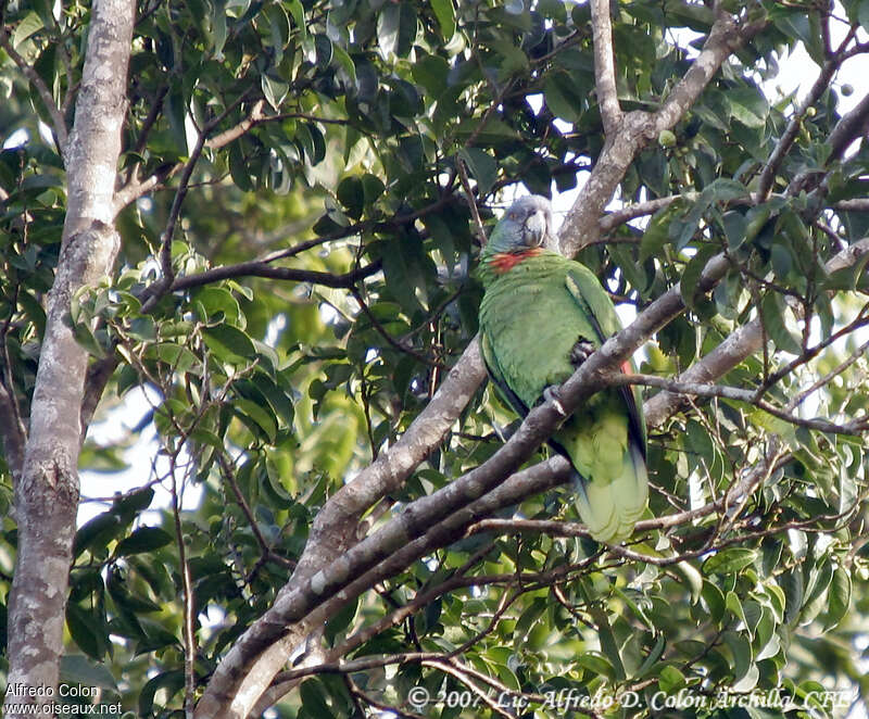 Amazone de Bouquetadulte