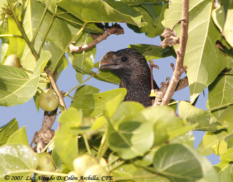 Smooth-billed Ani