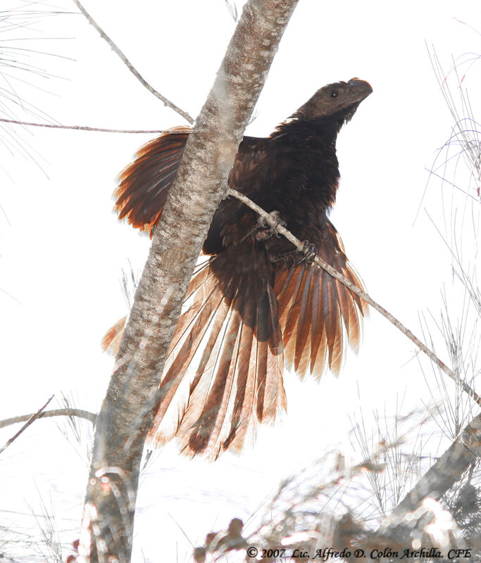 Smooth-billed Ani