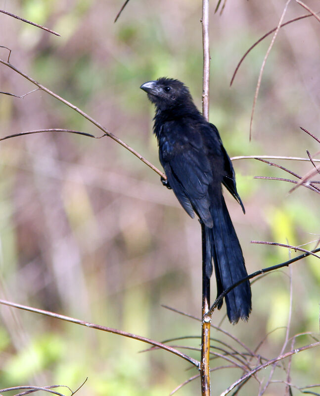 Smooth-billed Ani