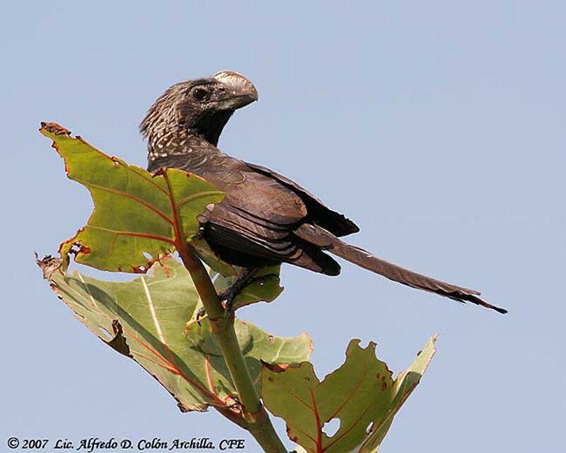 Smooth-billed Ani