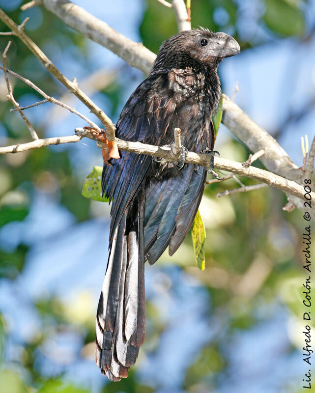 Smooth-billed Ani