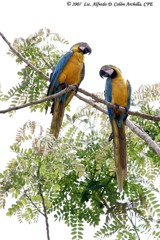 Blue-and-yellow Macaw