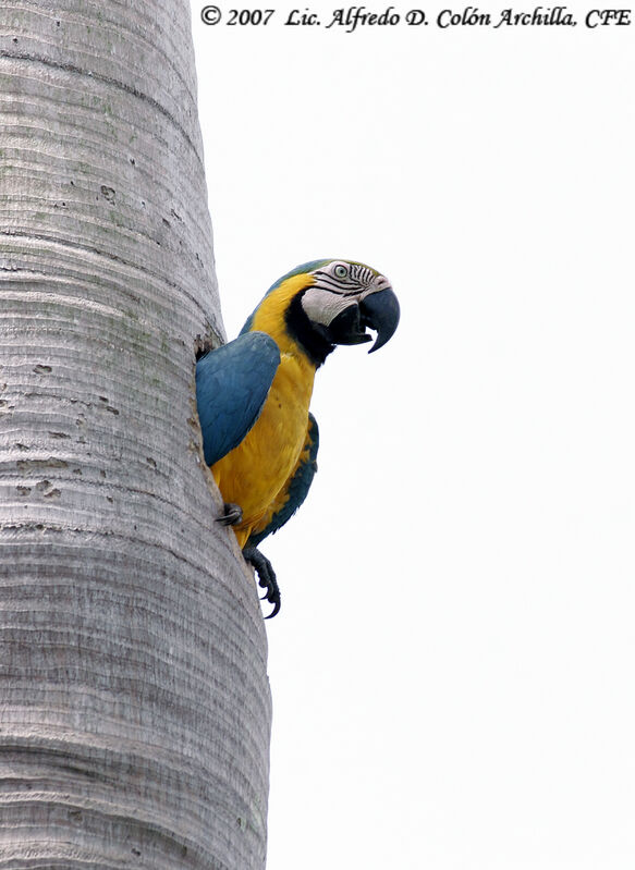 Blue-and-yellow Macawadult, Reproduction-nesting