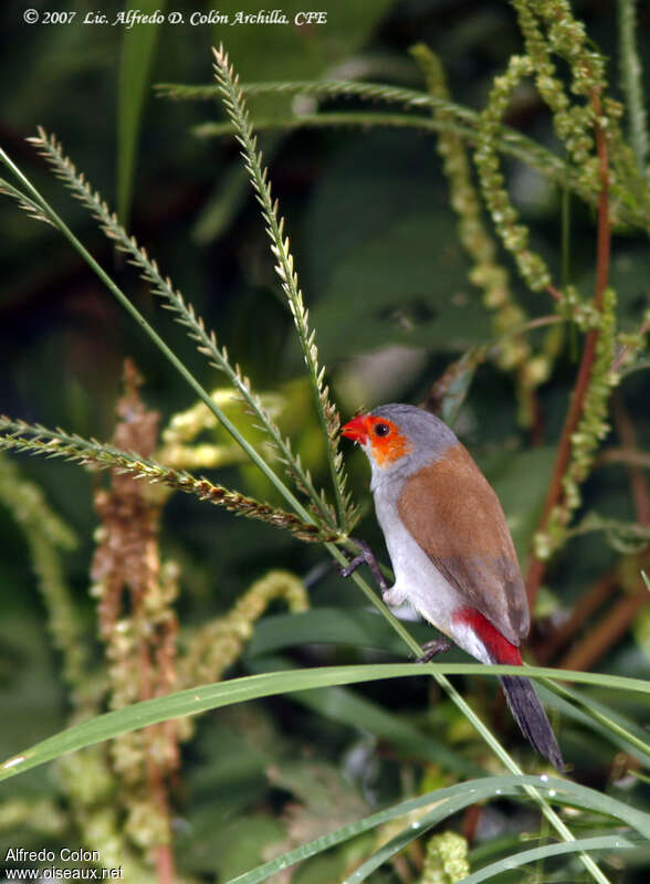 Orange-cheeked Waxbill