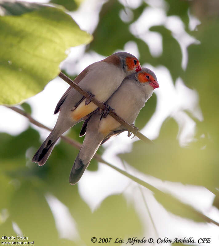 Orange-cheeked Waxbilladult breeding, pigmentation