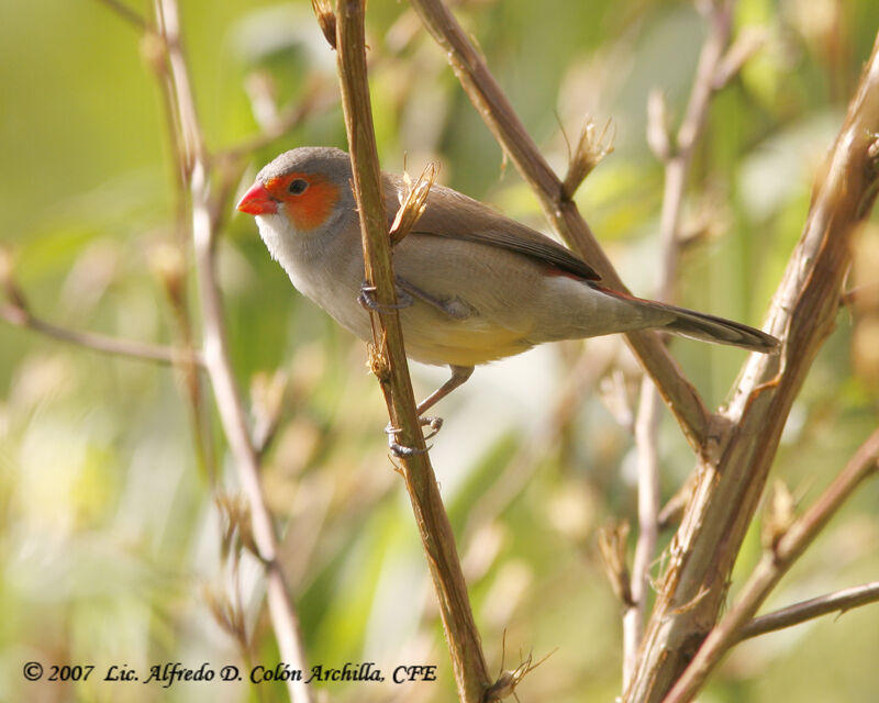 Orange-cheeked Waxbill