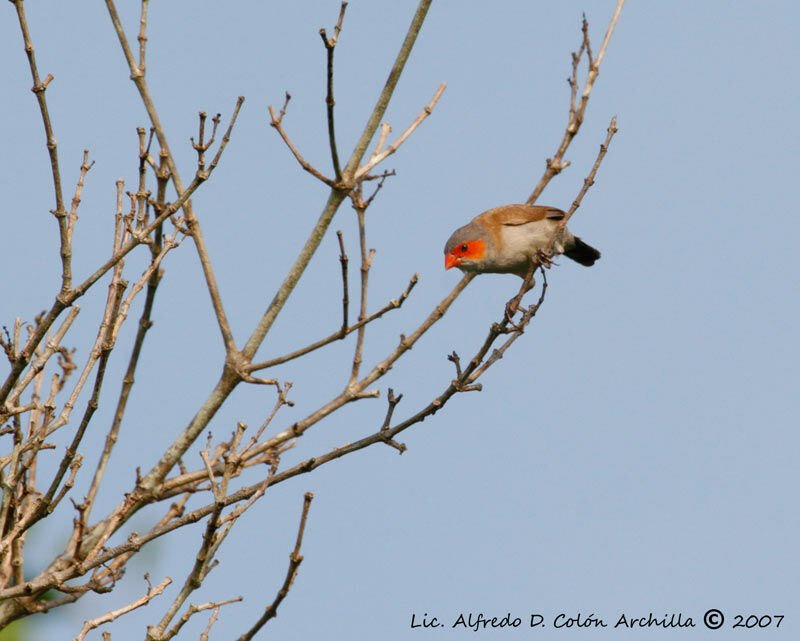 Orange-cheeked Waxbill