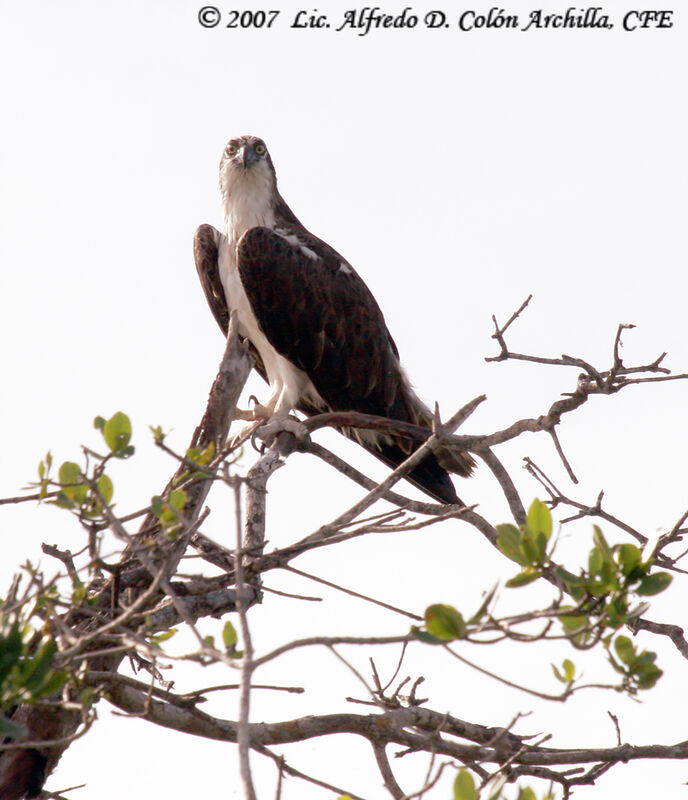 Osprey