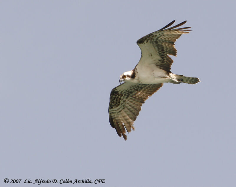 Osprey