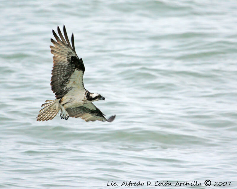 Balbuzard pêcheur