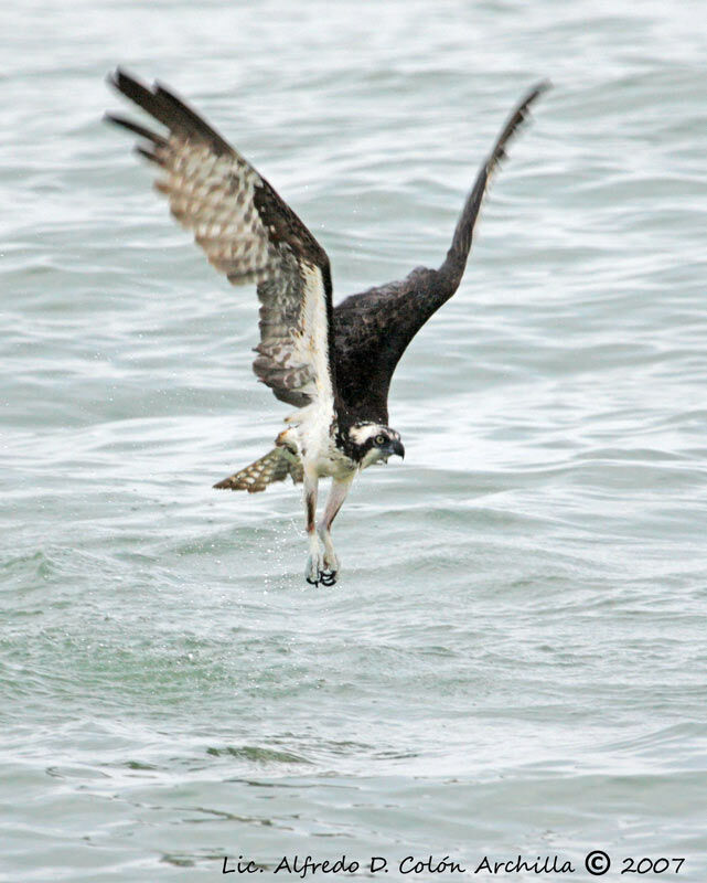 Balbuzard pêcheur