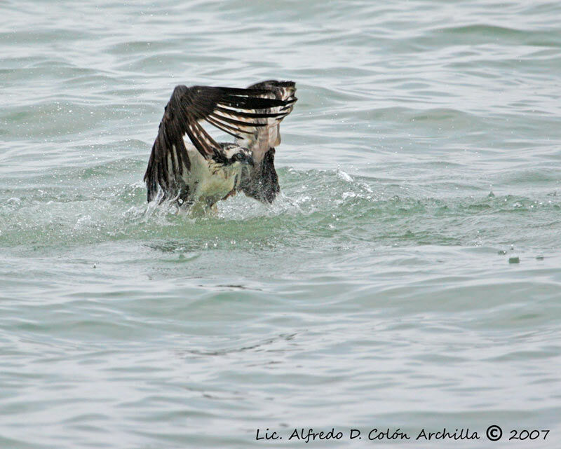 Osprey