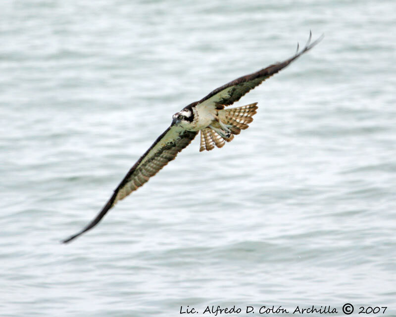 Osprey