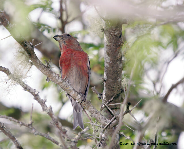 Hispaniolan Crossbill