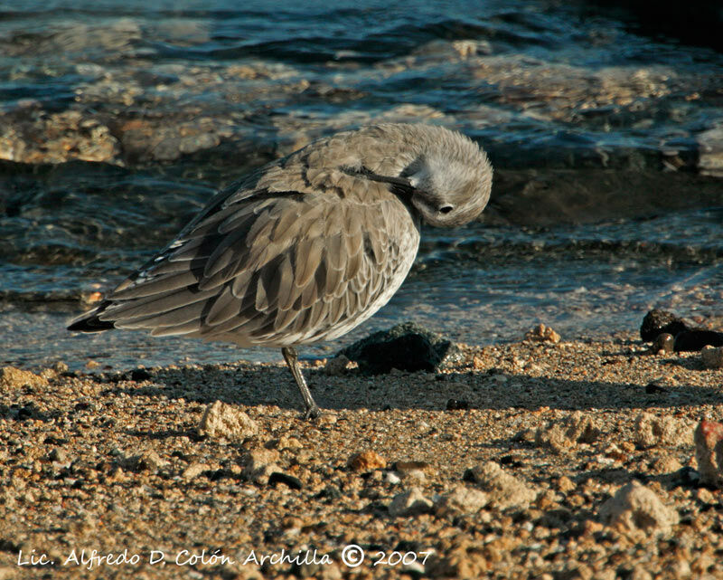 Red Knot