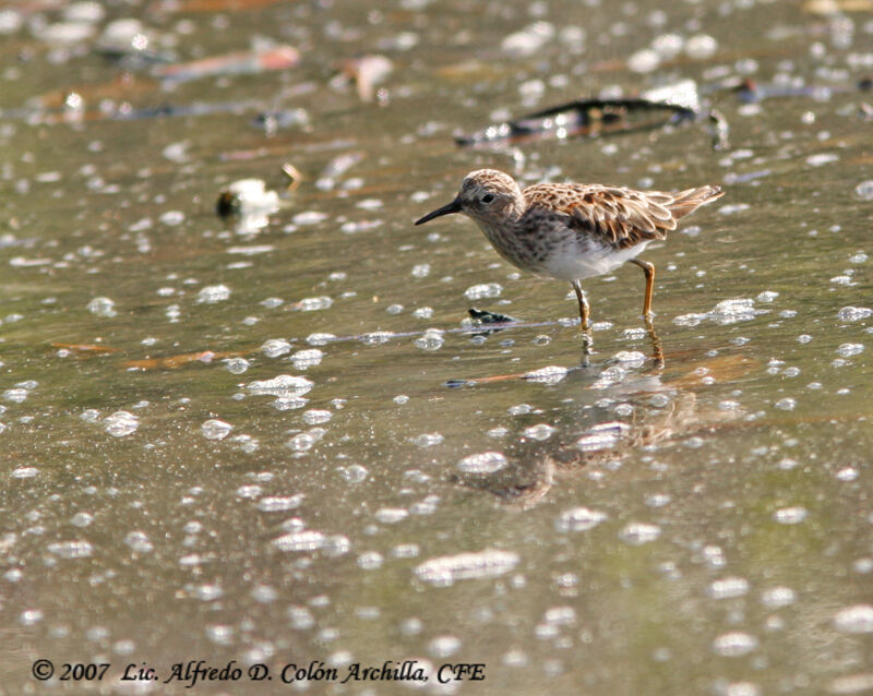 Least Sandpiper