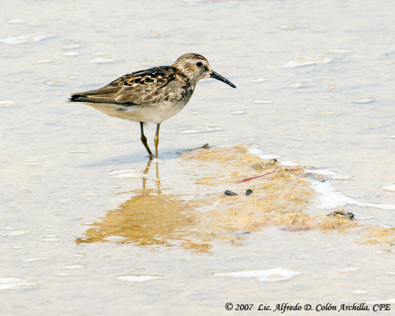 Least Sandpiper