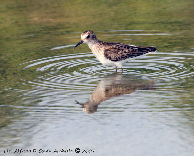 Least Sandpiper