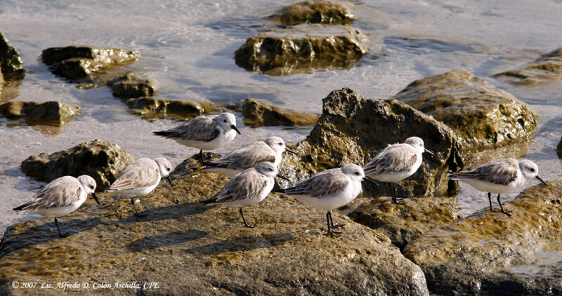 Bécasseau sanderling