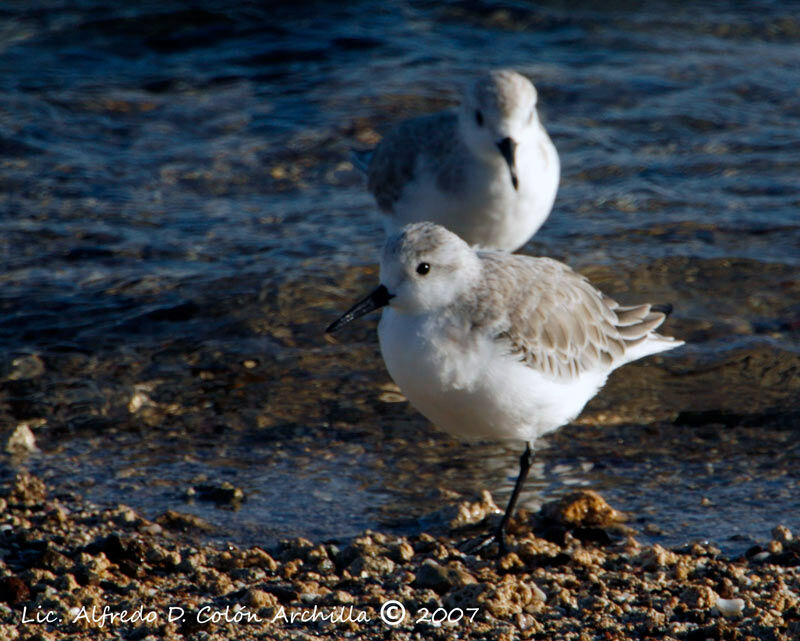 Sanderling