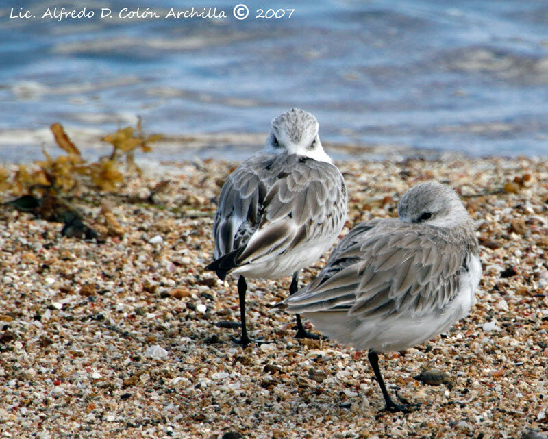 Sanderling