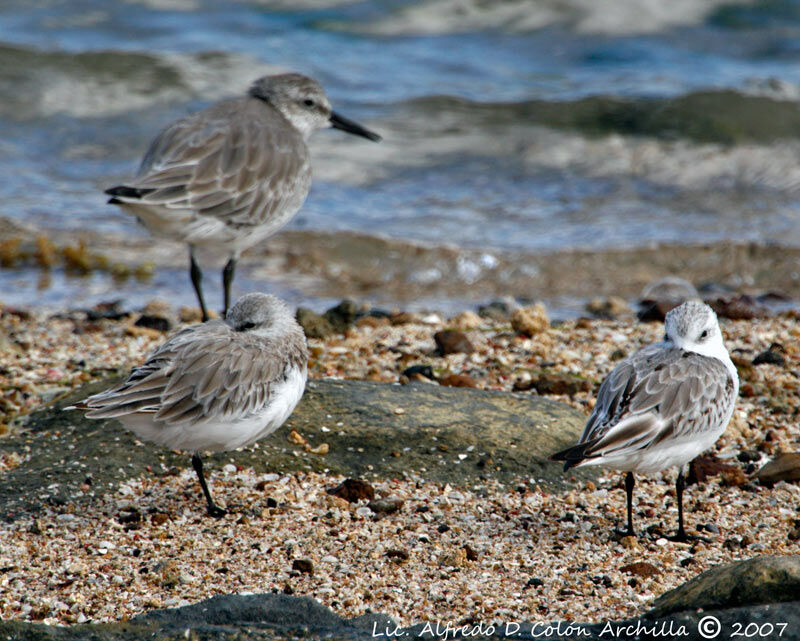 Sanderling