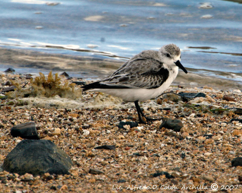 Sanderling