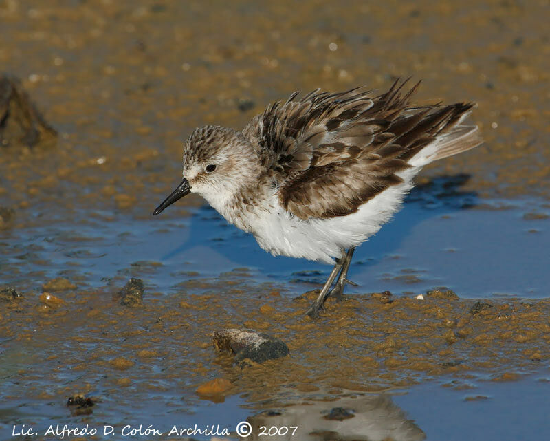 Semipalmated Sandpiper