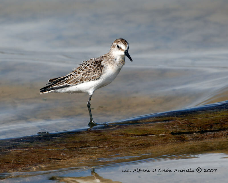 Semipalmated Sandpiper