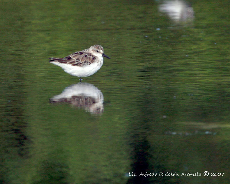 Semipalmated Sandpiper