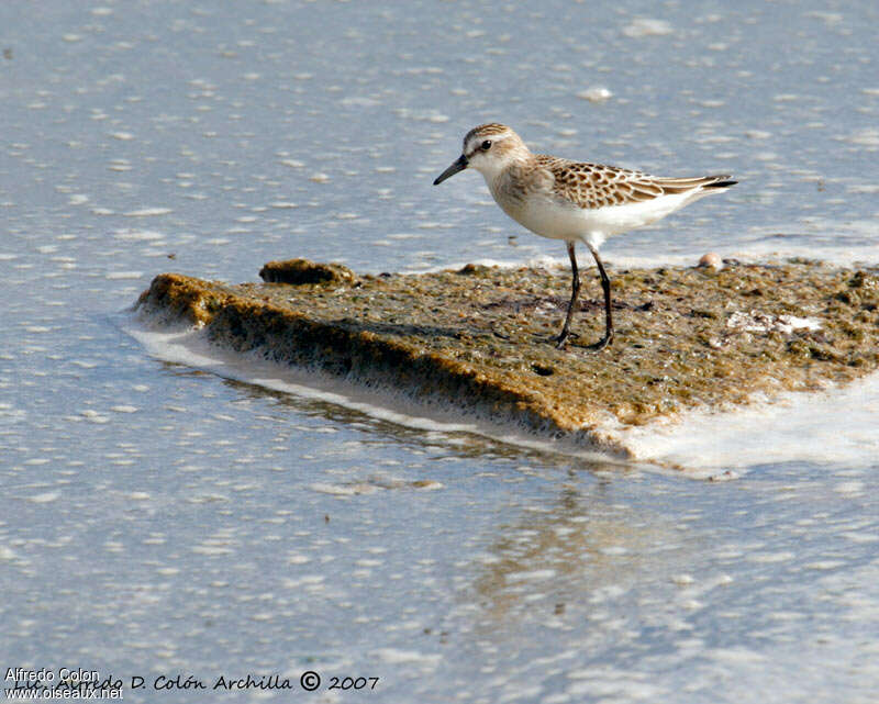 Bécasseau semipalméjuvénile, identification