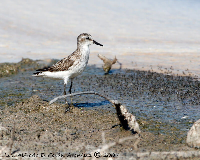 Semipalmated Sandpiper