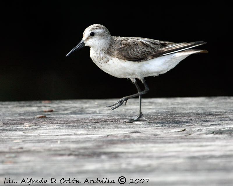 Semipalmated Sandpiper